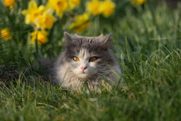 Cat smelling yellow flower in a colorful flowering garden. Cat posing near yellow blooming flowers.