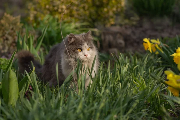 Neşeli Kedi Çok Renkli Çiçeklerin Arka Planında Oturur Çiçekler Arasında — Stok fotoğraf
