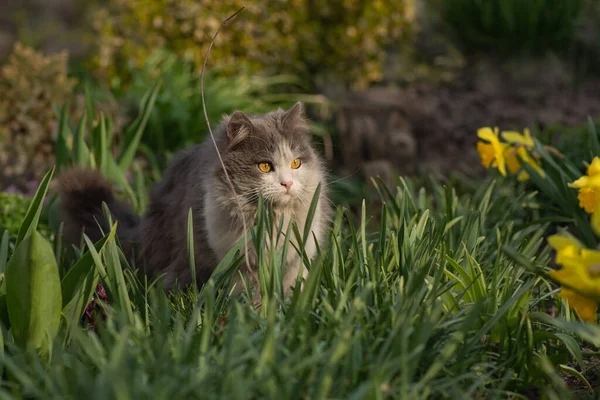 Gato Alegre Senta Contexto Flores Multicores Jovem Gato Feliz Livre — Fotografia de Stock