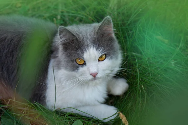Kočka Odpočívá Dlouhém Trávníku Letní Den Dospělý Domácí Kočka Sedí — Stock fotografie