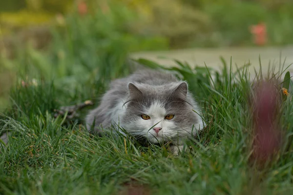 猫の散歩のコンセプト写真のための安全なスペース ペットの散歩のための安全な庭の作成 — ストック写真