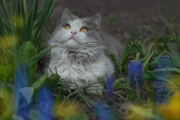 Safe Space Pets First Walk Domestic Cat Its First Walk — 스톡 사진