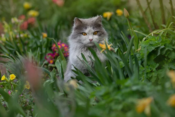 Yazın Çiçeklerin Içinde Oturan Kedi Kedi Yavrusu Elinde Çiçeklerle Tarlada — Stok fotoğraf