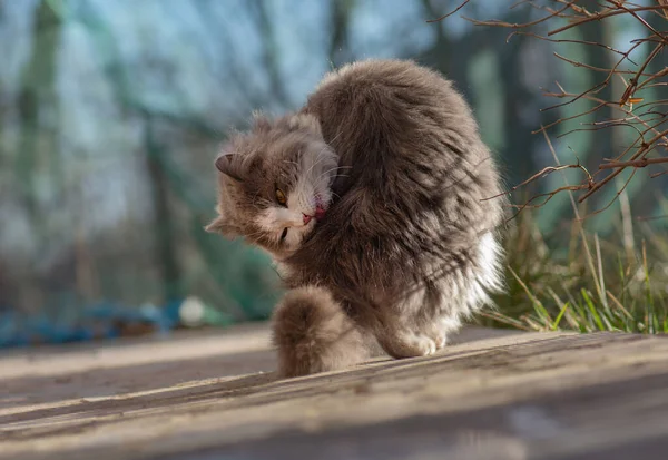Portrét Lízání Koťat Vlastním Tělem Parku Cat Lízat Její Tlapu — Stock fotografie