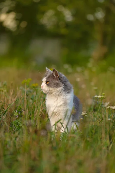 Mooie Grijze Jonge Kat Liggend Binnenplaats Het Groene Gras Kat — Stockfoto