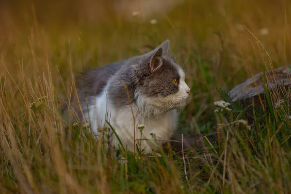 Veselá Kočka Sedí Pozadí Pestrobarevné Suché Trávy — Stock fotografie