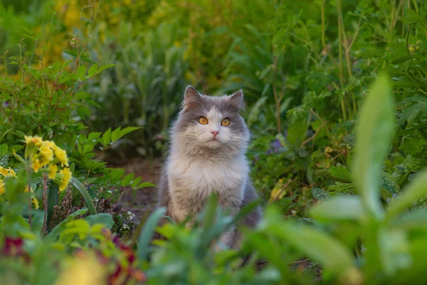 Fazla Kilo Almamak Için Bahçede Yürüyen Kediler — Stok fotoğraf