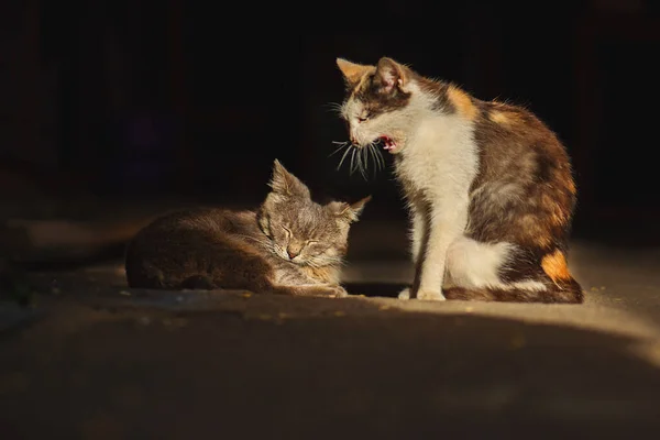 Zwei Herrenlose Katzen Brauchen Hilfe Und Neue Besitzer — Stockfoto