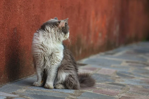 Stock image Outdoor cats photo. Outdoor portrait of a young cat.