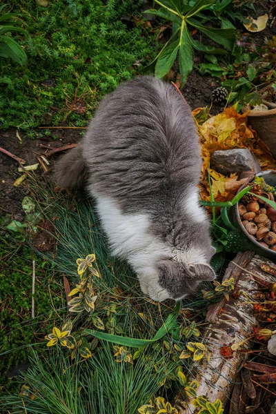 Cute cat in fall. Fun with leaves. Inquisitive cat sitting in a pile of leaves in autumn