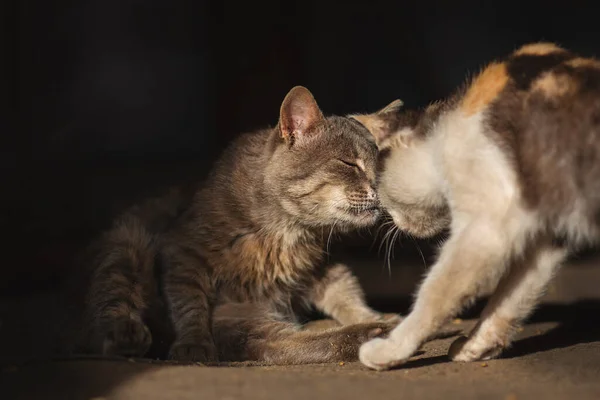 Двоє Безпритульних Покинутих Котів Потребують Допомоги Нових Власників Стокове Зображення