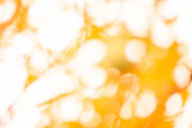 Turuncu doğal ağaçlar gibi düşer. Renkli sonbahar sarısı, turuncu, kırmızı yapraklar bokeh arkaplan.