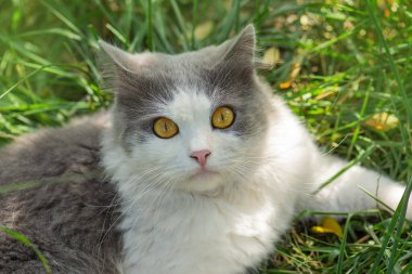 Güzel gri kedi yeşil çimlerin üzerinde avluda yatıyor. Yeşil çimenlerde yürüyen kedi.