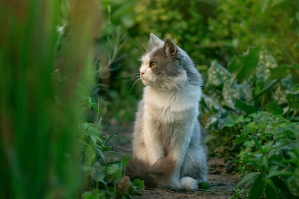 Grijze Kat Liggend Het Groene Gras Binnenplaats Kleine Grappige Kat — Stockfoto