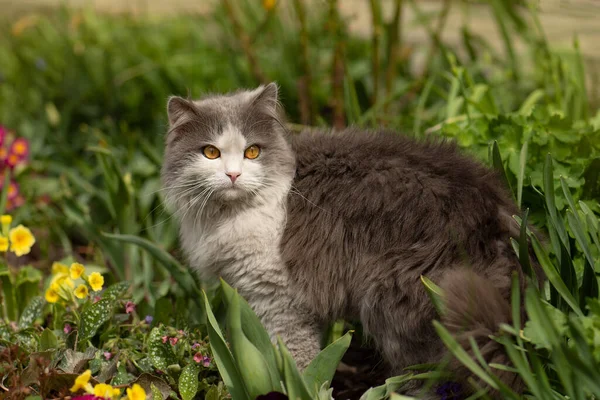 Fröhliche Katze Sitzt Auf Einem Hintergrund Aus Bunten Blumen Glückliche — Stockfoto
