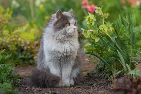Vidám Macska Háttér Ból Sokszínű Virágok Boldog Fiatal Macska Szabadban — Stock Fotó