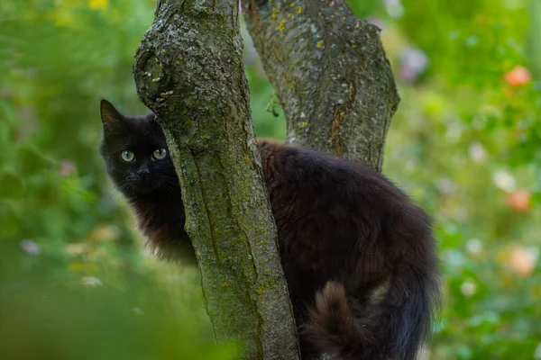Puszysty Kolorowy Piękny Kot Przygotowuje Się Skoku Drzewa Atrakcyjne Zwierzę — Zdjęcie stockowe