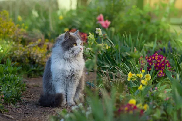 Emotionales Frühlings Katzenporträt Frühlingskatzenporträt — Stockfoto