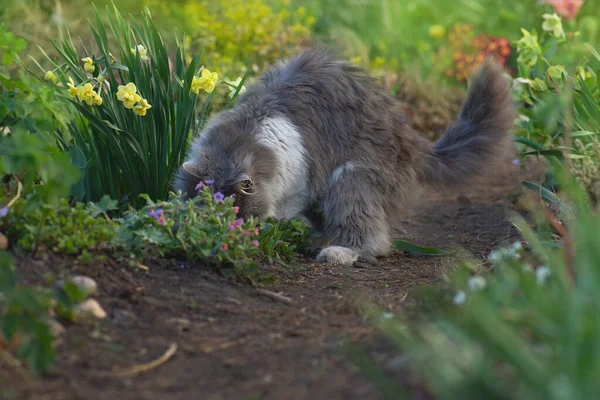 Коты Гуляют Саду Поддерживать Свою Физическую Форму Открытый Портрет Кошки — стоковое фото