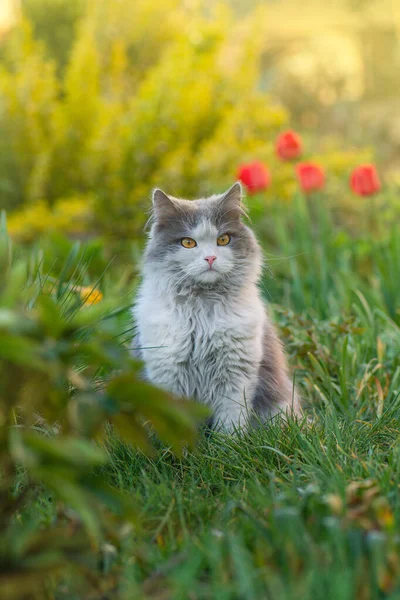 庭の草の上に家猫の花に囲まれています 庭の花の匂いを嗅ぐ大きなふわふわの尾の猫 — ストック写真