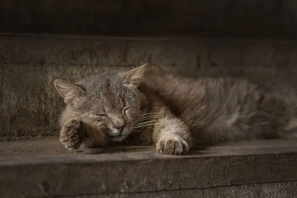 Skydd Herrelösa Övergivna Djur Hemlösa Smärtsamma Skadade Smutsiga Olyckliga Katt — Stockfoto
