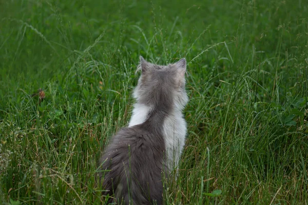 Красивая Кошка Сидящая Лугу Лежа Играя Траве — стоковое фото