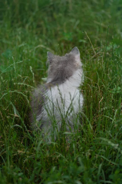 Představujeme Kočku Vnějšímu Světu Dezorientovaný Vystrašený Kocour Zahradě — Stock fotografie