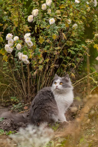 Katzenporträt Aus Nächster Nähe Herbstlichen Wald Katze Sitzt Herbsttag Auf — Stockfoto