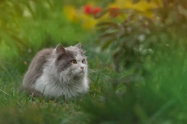 灰色の猫は中庭の緑の草の中に横たわっていた 屋外の緑の芝生の中で少し面白い猫 — ストック写真