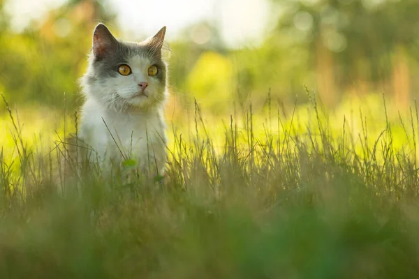 Φιλικό Προς Τις Γάτες Κήπο Συμπεριλαμβανομένων Των Ασφαλών Δηλητηριώδη Φυτά — Φωτογραφία Αρχείου