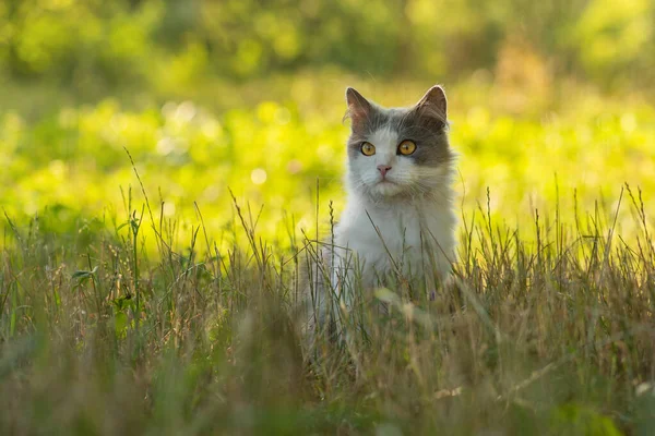 Imádnivaló Macska Sárga Levelekben Parkban Szőrös Macska Fekszik Leveleken Ősszel — Stock Fotó