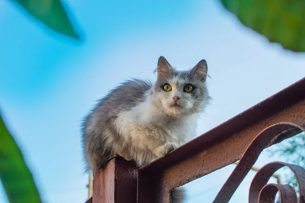 Katt Och Balansera Tight Bräda Attraktiv Katt Klättring Trädgård Staket — Stockfoto