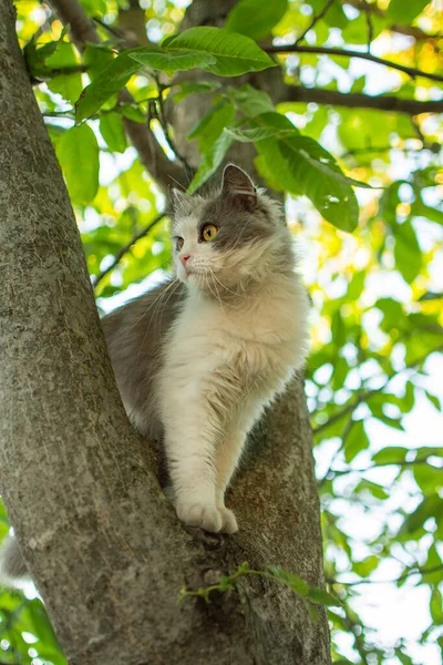 Smart skillful cat climbing a tree and comes down from the tree. Cat on the tree on a natural background.
