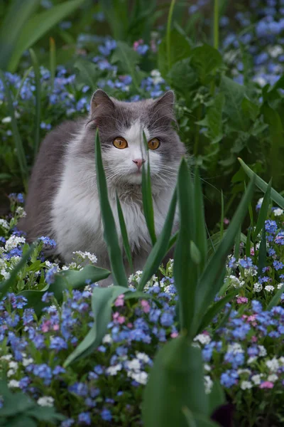 Katten Sitter Bland Blå Förgätmige Inte Blommor Glömma Mig Inte — Stockfoto