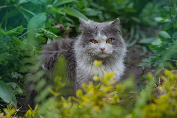 日当たりの良い花畑でかなり幸せな猫 庭での最初の散歩の国内猫 — ストック写真
