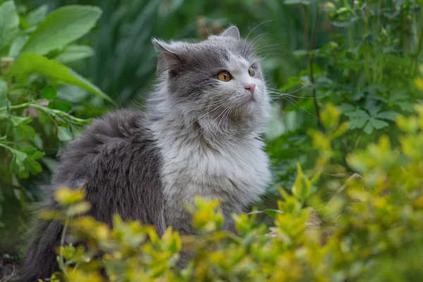 Nehmen Sie Katzen Sicher Ins Freie Outdoor Katzen Körperliche Aktivität — Stockfoto
