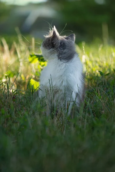 Vackert Kattporträtt Grönt Gräs Naturen Fluffig Kattunge Utomhus Det Gröna — Stockfoto
