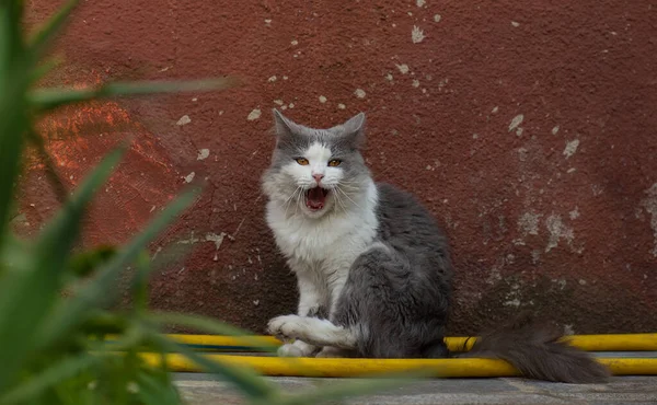 Cute cat yawns with open mouth outdoors at sunset. Yawning kitten sitting in the yard.