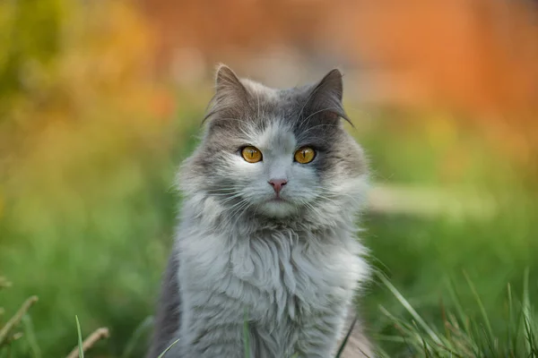 好奇的梦中猫在秋天的时候 秋天的猫 色彩艳丽的背景 猫的近照 — 图库照片