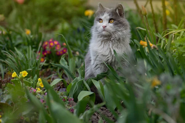 自然の春の優しさ 美しい春の日に若い猫 — ストック写真