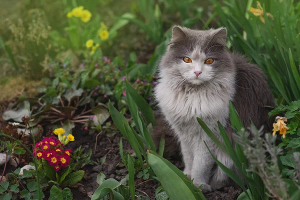 夏天的时候 猫坐在花朵里 小猫抱着花坐在田里 — 图库照片