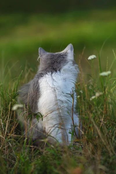 Espaço Seguro Para Animais Estimação Primeiro Andar Fora Gato Surpreso — Fotografia de Stock