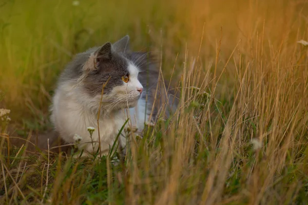 快乐的猫在秋天干枯的黄草之间 秋天的美丽猫秋天的自然和灿烂的阳光 — 图库照片