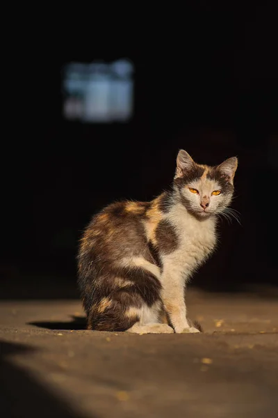 Caring Abandoned Animals Hungry Unhappy Stray Cat Scratches Injuries Head — Fotografia de Stock