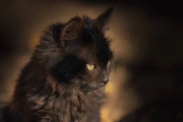 ホームレスの動物への優しさと人間性の概念 屋外野生の子猫屋外 — ストック写真