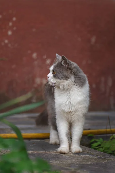 Macskák Akik Odakint Élnek Vigyázz Utcán Élő Macskákra — Stock Fotó