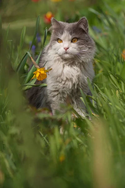 春か夏の写真 若い猫は庭の屋外で春を楽しむ — ストック写真