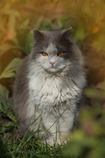 Портрет Кішки Крупним Планом Осінньому Лісі Кіт Сидить Полі Осінній — стокове фото