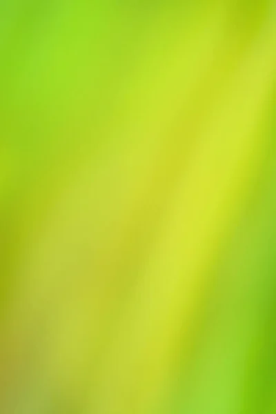 Olive Chlorine Blur Bokeh Green Color Abstract Bacground Chlorine Greenery — Stock Photo, Image