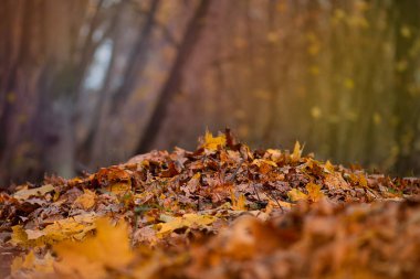 Colorful beautiful background of fallen leaves. Yellow, orange, red leaves falling. Falling autumn leaves.